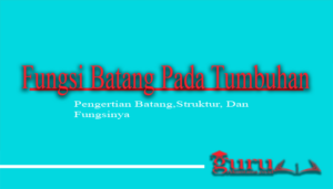 Fungsi Batang Pada Tumbuhan