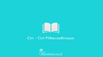 Ciri-Ciri-Pithecanthropus