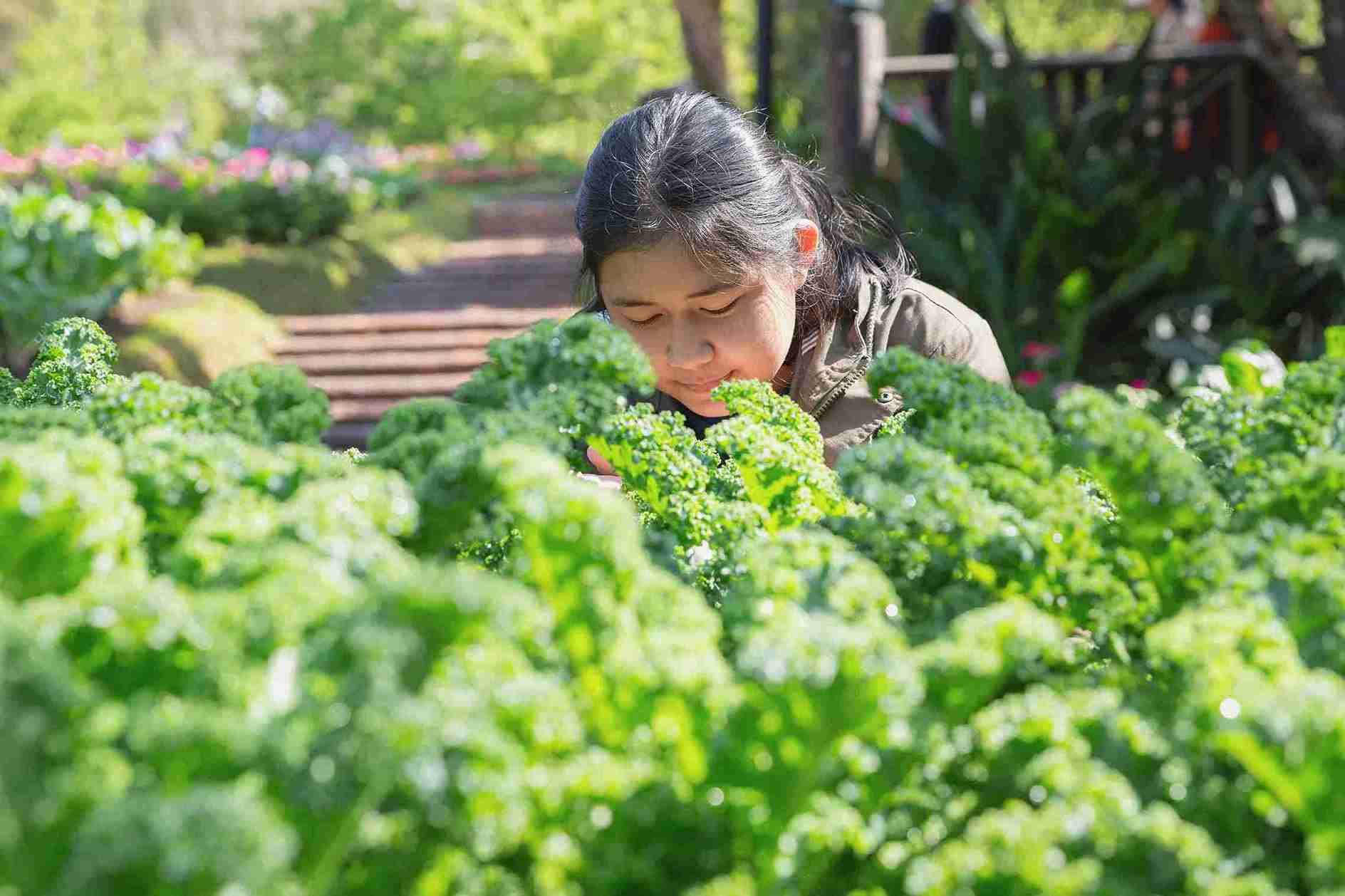 Gaji Pertanian Di Jepang Tokutei Ginou