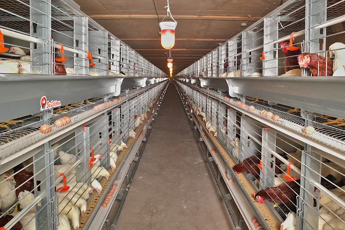 Gaji PT Big Dutchman Agriculture Indonesia